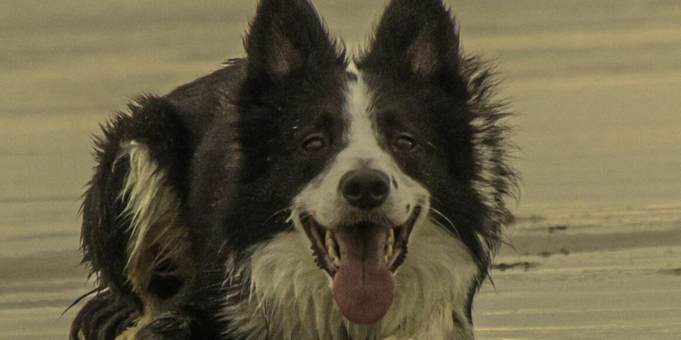 Liegender Hund Svanto